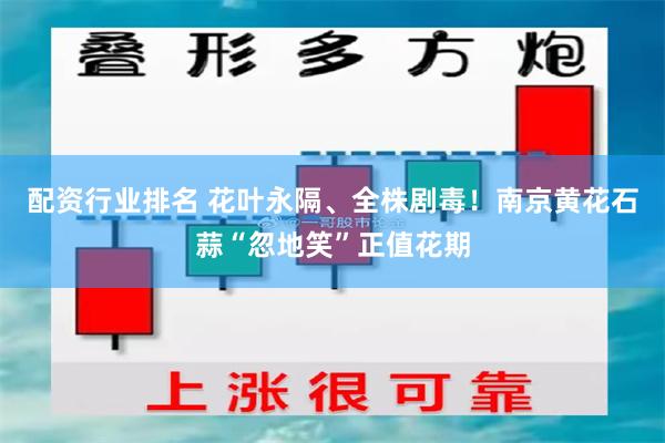 配资行业排名 花叶永隔、全株剧毒！南京黄花石蒜“忽地笑”正值花期