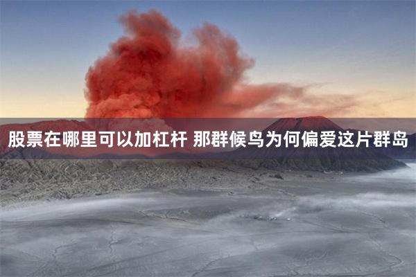 股票在哪里可以加杠杆 那群候鸟为何偏爱这片群岛